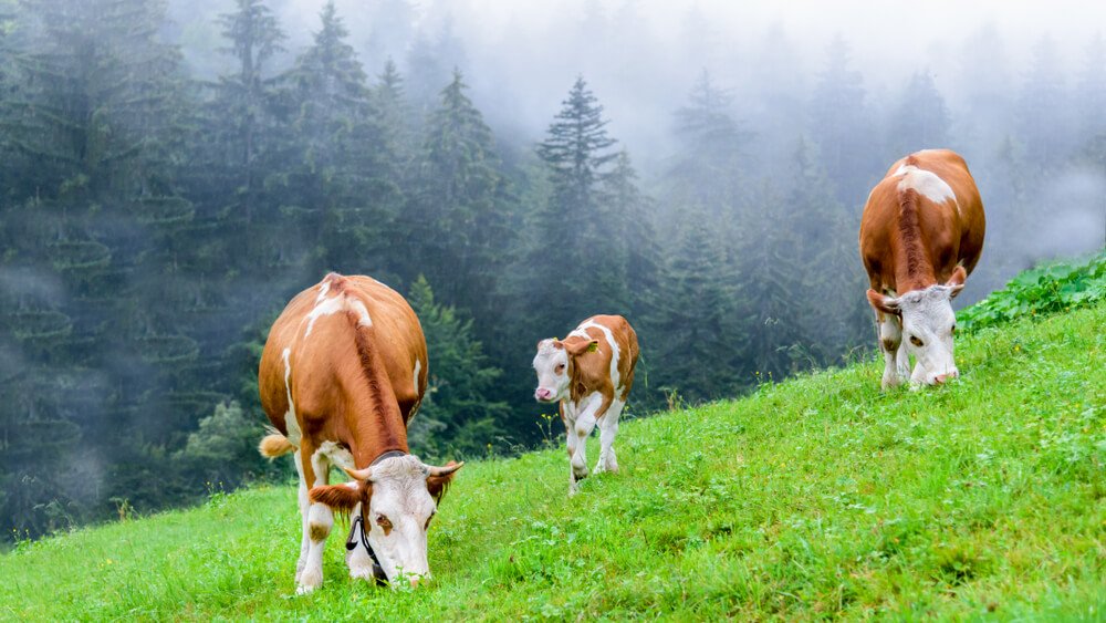 vacas gallegas