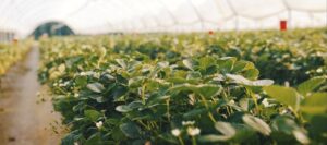 Productos de proximidad: impacto en tu entorno